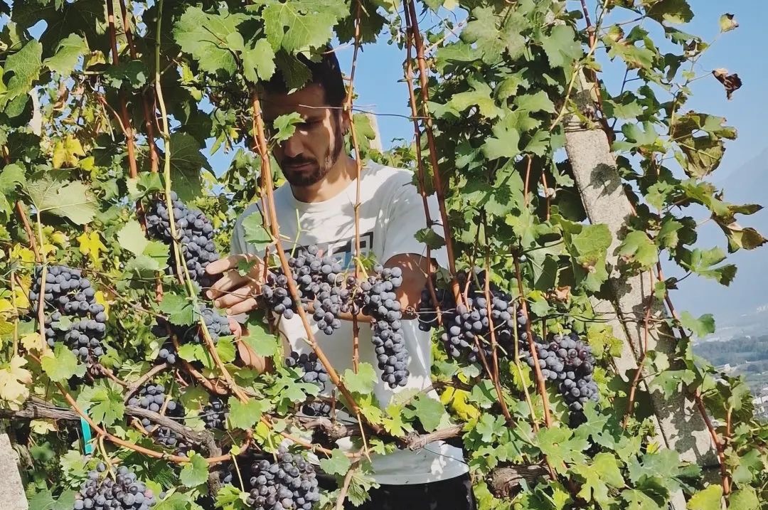 Fabio in the vineyard